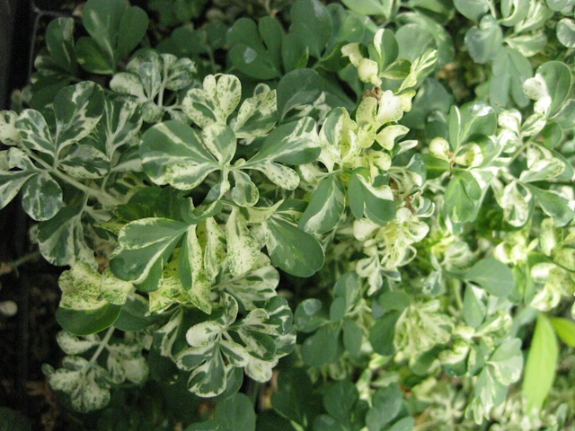 RUE VARIEGATED - Click Image to Close